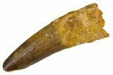 Fossil Spinosaurus Tooth - Real Dinosaur Tooth #305682-1